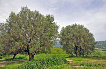 Fototapeta na wymiar Parco naturale del Cilento - Salerno, ulivi secolari
