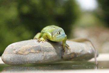 Lézard vert