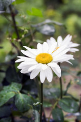 Fototapeta premium Beautiful daisy flower
