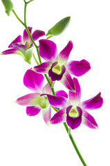 Orchind isolated white background