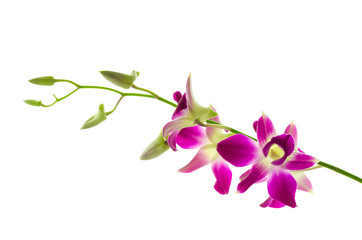 Orchind isolated white background