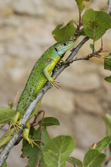 Lézard vert