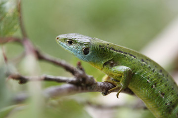 Lézard vert