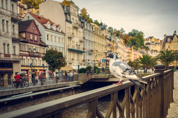 Karlovy Vary, dove