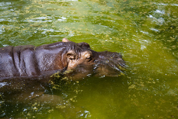 Hippopotamus in the Zoo
