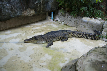 Crocodile in the Zoo