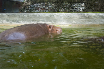 Fototapeta na wymiar Hippopotamus in the Zoo