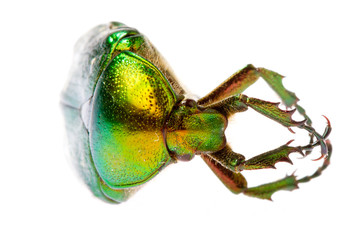 Rose chafer