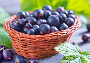 black currant