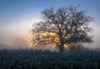 Fototapeta na wymiar autumn landscape, trees in the mist at dawn