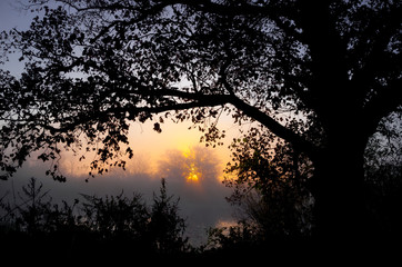 autumn landscape, trees in the mist at dawn