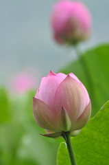 Lotus flower buds