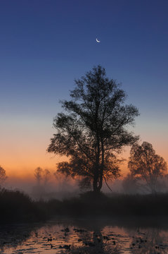 autumn landscape, trees in the mist at dawn