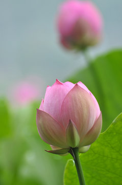 Lotus flower buds