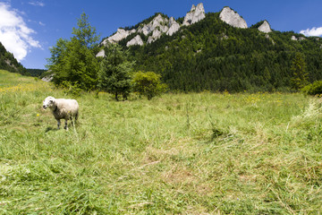 Owca na pastwisku, pod szczytem Trzy Korony, Pieniny, Polska