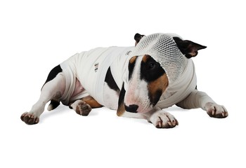 Ill Bull Terrier dog on white background