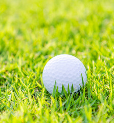 Golf ball on green grass