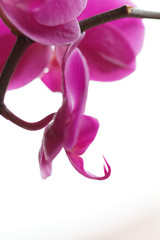 Orchidea