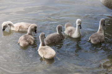 Fototapeta premium chicks of the swan