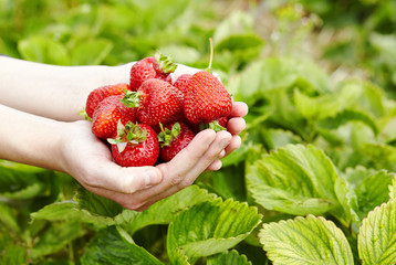 erdbeeren