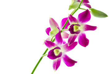 Orchind isolated white background