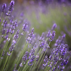 Purple lavender flowers