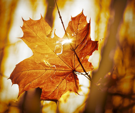 dry autumn leaf