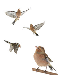 chaffinch