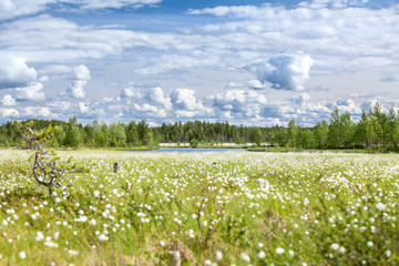 Sunny day at swampy river bank with cotton-grass, Karelia