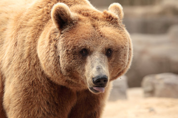 wild brown bear