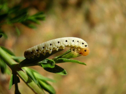Close up of a Sawfly Larvae eating a leaf
