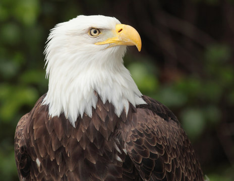 bald eagle