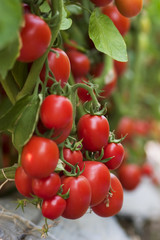 Beautiful tomato cluster