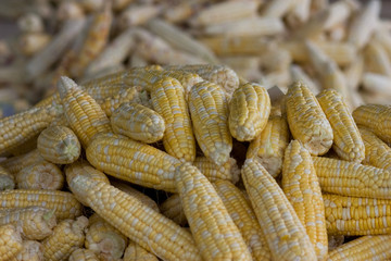 Bicolor corn