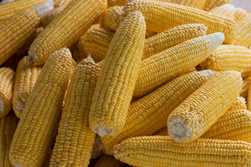 Sweet corn bulk
