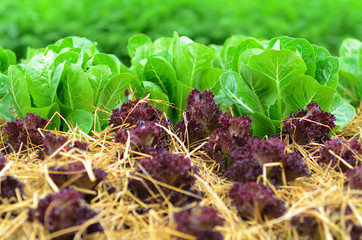 Lettuce in the garden
