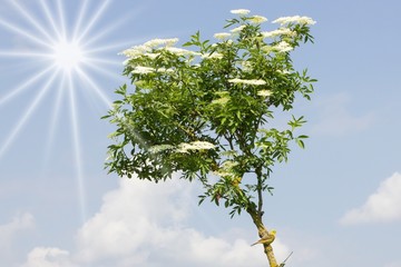 Holunder mit Goldammer und Sonne