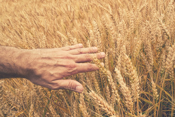 Farmer hand in Wheat field.