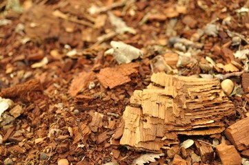 Texture of fragments of wood