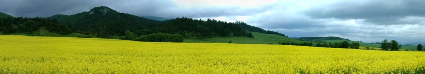 Fototapeta premium Oil-seed