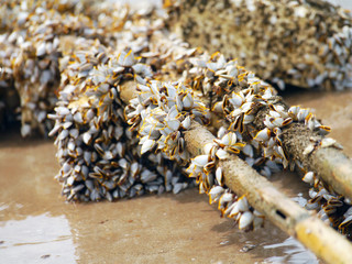 Goose barnacles on lumber