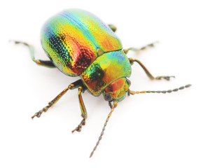 green beetle