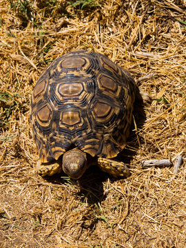 African turtle
