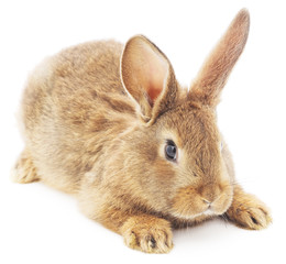 Fototapeta premium Rabbit