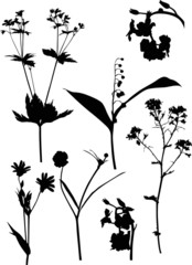 seven black wild flowers on white illustration