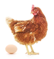 Abwaschbare Fototapete Hähnchen Henne und Ei