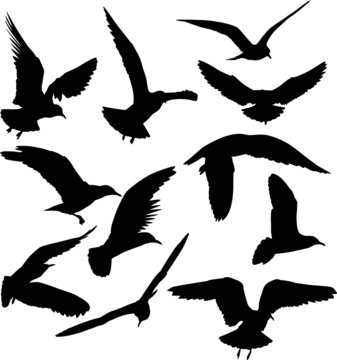 set of eleven gull black silhouettes