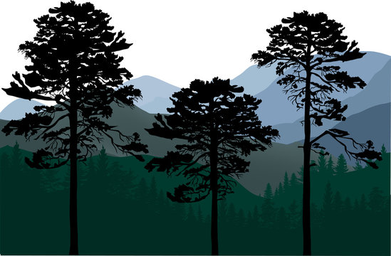 three pine trees in mountain landscape