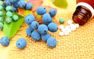 sanfte medizin mit mahonia