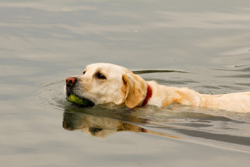 Swimming dog with toy
